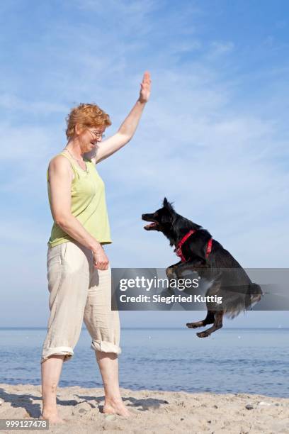 woman making dog jump on the beach, kuehlungsborn, mecklenburg-western pomerania, germany - ginger banks stockfoto's en -beelden