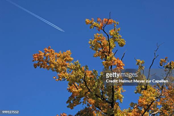 autumnal leaves on a branch of an oak tree against a blue sky with passenger aircraft leaving white contrails, morschreuth, upper franconia, bavaria, germany - upper franconia stock pictures, royalty-free photos & images