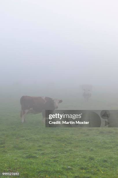 cows on the pasture in mist, near lake staffelsee, seehausen, murnau, upper bavaria, bavaria, germany, publicground - artiodactyla stock pictures, royalty-free photos & images