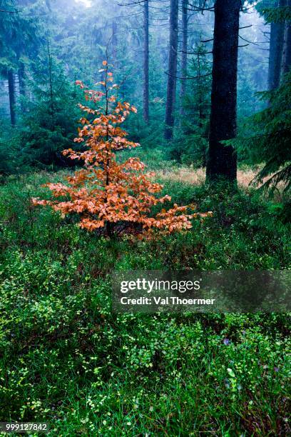 coniferous forest near masserberg, thuringian slate mountains, thuringia, germany - coniferous stock pictures, royalty-free photos & images