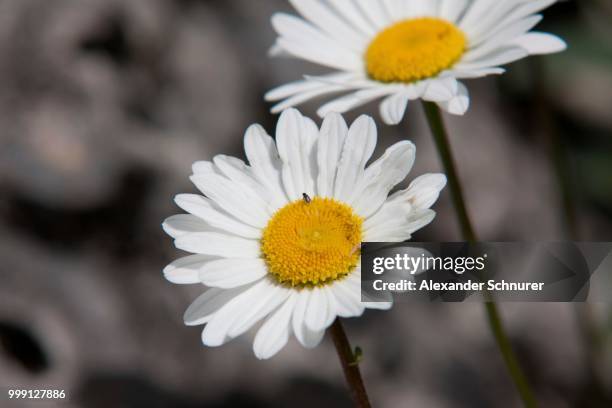 daisies (leucanthemum) on an alpine meadow, appenzell innerrhoden or inner rhodes, switzerland - appenzell innerrhoden stock pictures, royalty-free photos & images