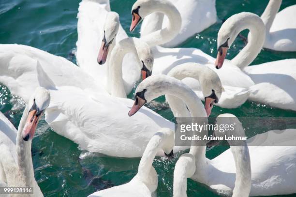 mute swans (cygnus olor) waiting for food, lake zurich, zurich, switzerland - anseriformes stock pictures, royalty-free photos & images