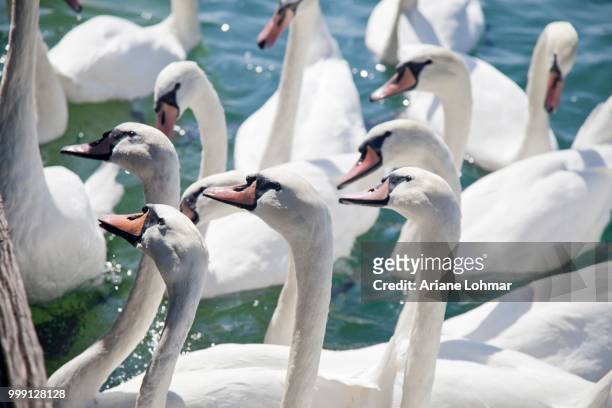 mute swans (cygnus olor) waiting for food, lake zurich, zurich, switzerland - ariane stock pictures, royalty-free photos & images