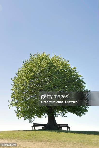 linde (tilia spec) with bench, solitary tree a hill, rendsburg-eckernfoerde district, schleswig-holstein, germany - eckernförde stock-fotos und bilder
