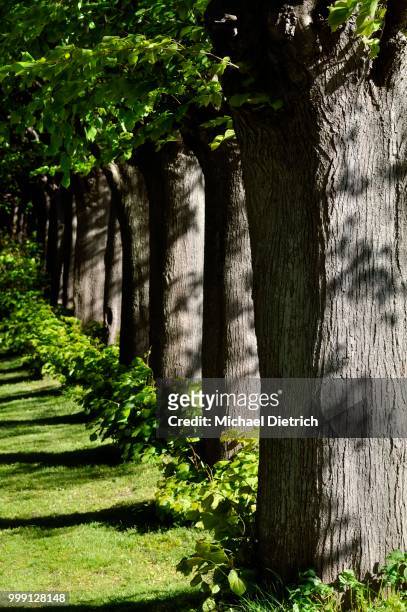 lime tree alley (tilia spec), kappeln, schleswig-holstein, germany - lime tree stockfoto's en -beelden