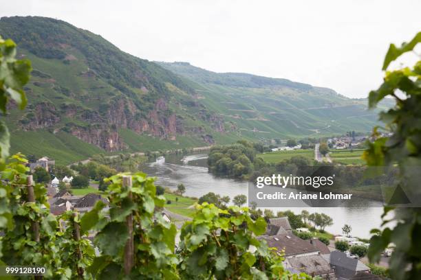 river moselle and the vineyards around uerzig, rhineland-palatinate, germany, publicground - ariane stock pictures, royalty-free photos & images