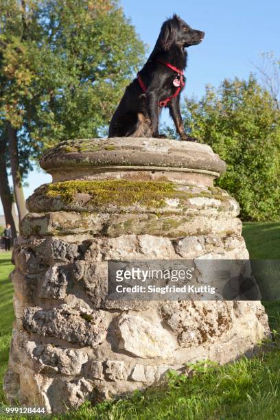 dog on pedestal, schloss belvedere castle gardens, weimar, thuringia, germany, publicground - weimar dog stock pictures, royalty-free photos & images