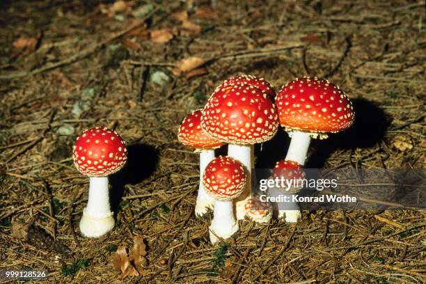 fly agarics (amanita muscaria), bavaria, germany - agaricales stock pictures, royalty-free photos & images