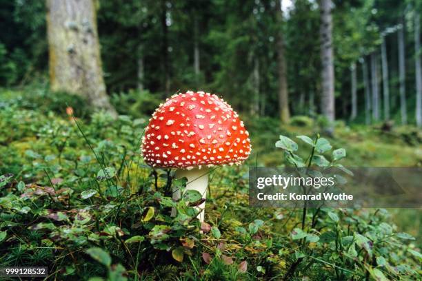 fly agaric (amanita muscaria), bavaria, germany - agaricales stock pictures, royalty-free photos & images