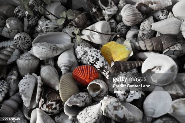 shells, north sea beach, neuharlingersiel, east frisia, lower saxony, germany - east beach stock pictures, royalty-free photos & images