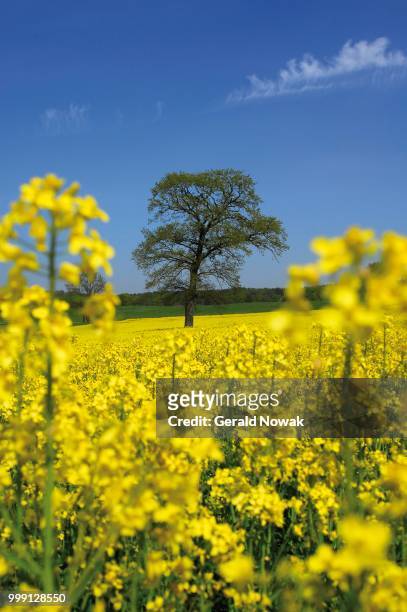 solitary tree in a yellow rape field near fuerstenfeldbruck, bavaria, germany - ölrübsen stock-fotos und bilder