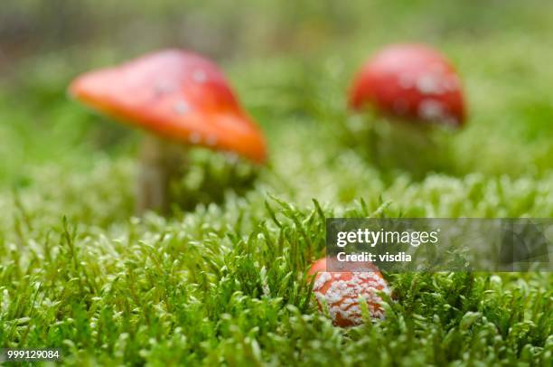 fly agaric or fly amanita (amanita muscaria), brandenburg, germany - agaricales stock pictures, royalty-free photos & images