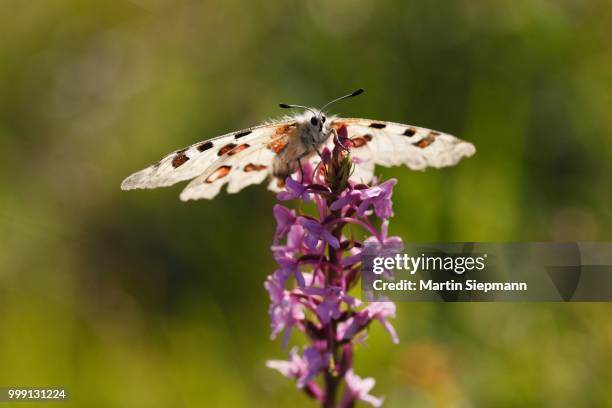 apollo (parnassius apollo) butterfly on a fragrant orchid (gymnadenia conopsea), kleinziegenfelder valley, franconian switzerland, bavaria, germany - antiker gott stock-fotos und bilder
