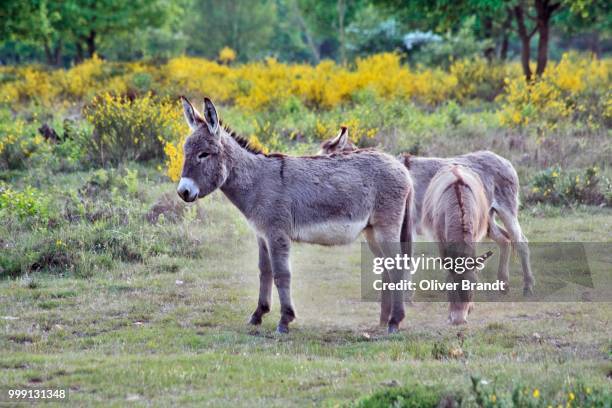 domestic donkeys (equus asinus asinus), group of three in heathland, geisterbusch, wahner heide, cologne, north rhine-westphalia, germany - cologne germany stock pictures, royalty-free photos & images