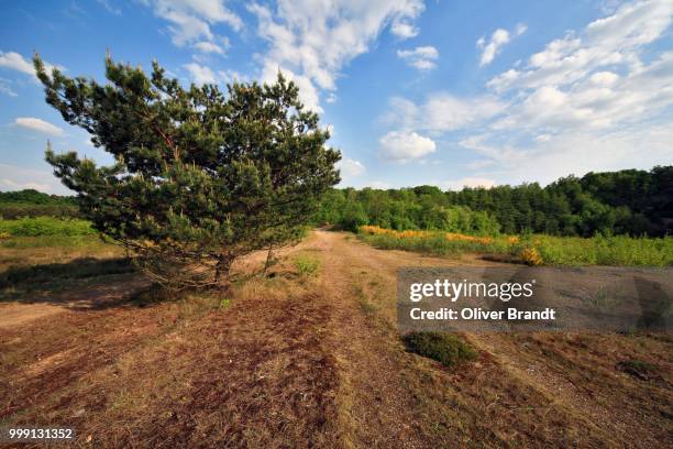 pine in heathland, geisterbusch, wahner heide, cologne, north rhine-westphalia, germany - rhénanie du nord westphalie photos et images de collection