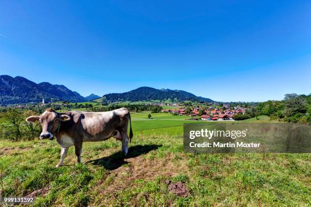 cow, pfronten at the back, ostallgaeu district, allgaeu, swabia, bavaria, germany, publicground - artiodactyla stock pictures, royalty-free photos & images