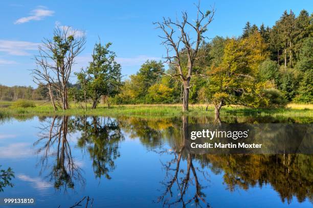 seachtnmoor, moor, dead trees are reflected in the swamp, andechs, upper bavaria, bavaria, germany, publicground - starnberg stock-fotos und bilder