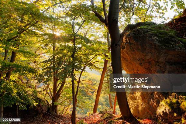 beech forest at the roethelfels or roetelfels climbing rock, morning, franconian switzerland, upper franconia, franconia, bavaria, germany - upper franconia stock pictures, royalty-free photos & images