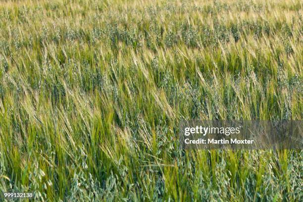 barley (hordeum vulgare), mixed with oats (avena), oat field, upper bavaria, bavaria, germany, publicground - hordeum stock pictures, royalty-free photos & images
