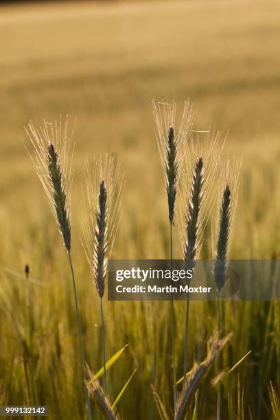 barley (hordeum vulgare), upper bavaria, bavaria, germany, publicground - hordeum stock pictures, royalty-free photos & images