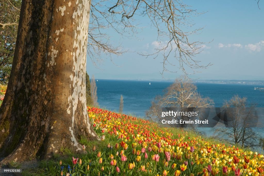 Spring meadow on Lake Constance on the Mainau island, Baden-Wuerttemberg, Germany