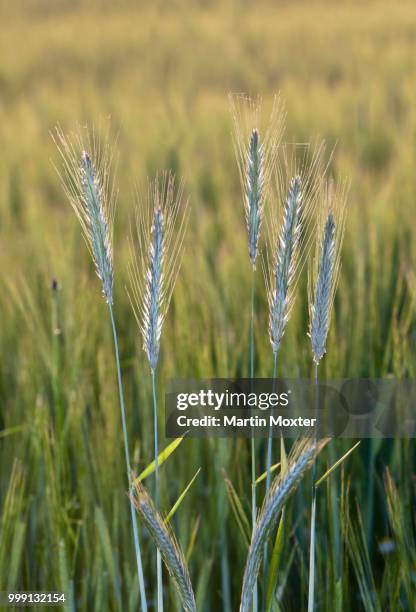 barley (hordeum vulgare), upper bavaria, bavaria, germany, publicground - hordeum stock pictures, royalty-free photos & images