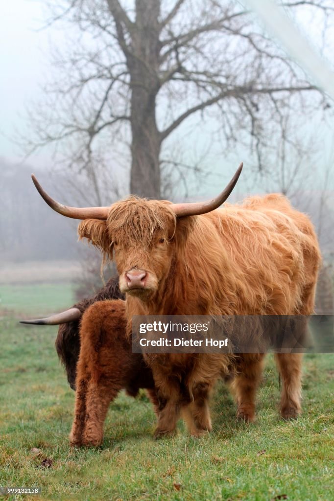 Scottish Highland cattle (Bos primigenius f. taurus) with calf, Allgaeu, Bavaria, Germany