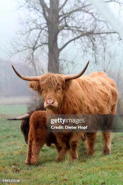 scottish highland cattle (bos primigenius f. taurus) with calf, allgaeu, bavaria, germany - artiodactyla 個照片及圖片檔