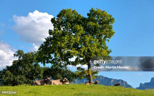 cows lying under a tree in the afternoon sun, lake forggensee, upper bavaria, bavaria, germany, publicground - animal representation stock pictures, royalty-free photos & images