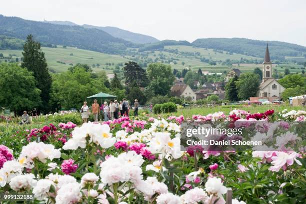 flower garden near laufen, markgraeflerland, baden-wuerttemberg, germany - laufen fotografías e imágenes de stock