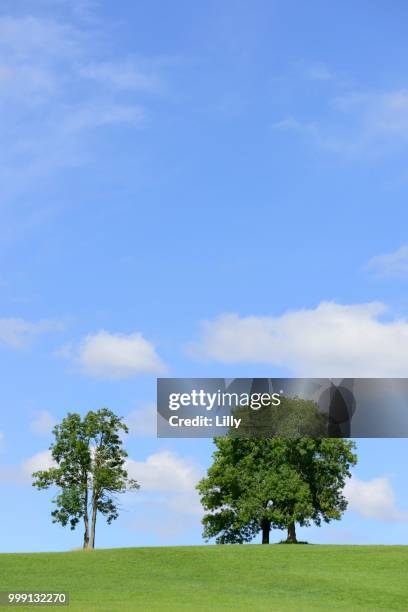 deciduous trees on a hill against a cloudy sky, black forest, schwarzwald-baar district, baden-wuerttemberg, germany - deciduous stock pictures, royalty-free photos & images