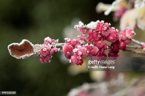 coralberry, buckbrush or indian currant (symphoricarpos orbiculatus), berries covered with hoar frost, untergroeningen, baden-wuerttemberg, germany - symphoricarpos stock pictures, royalty-free photos & images