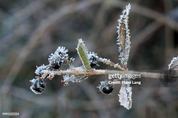 privet (ligustrum vulgare), berries covered with hoar frost, untergroeningen, baden-wuerttemberg, germany - barrilha imagens e fotografias de stock