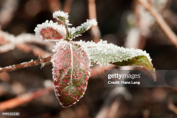 privet (ligustrum vulgare), leaves covered with hoar frost, untergroeningen, baden-wuerttemberg, germany - barrilha imagens e fotografias de stock