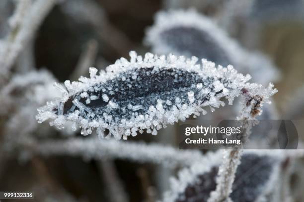 privet (ligustrum vulgare), leaf covered with hoar frost, untergroeningen, baden-wuerttemberg, germany - barrilha imagens e fotografias de stock