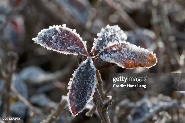 privet (ligustrum vulgare), leaves covered with hoar frost, untergroeningen, baden-wuerttemberg, germany - barrilha imagens e fotografias de stock