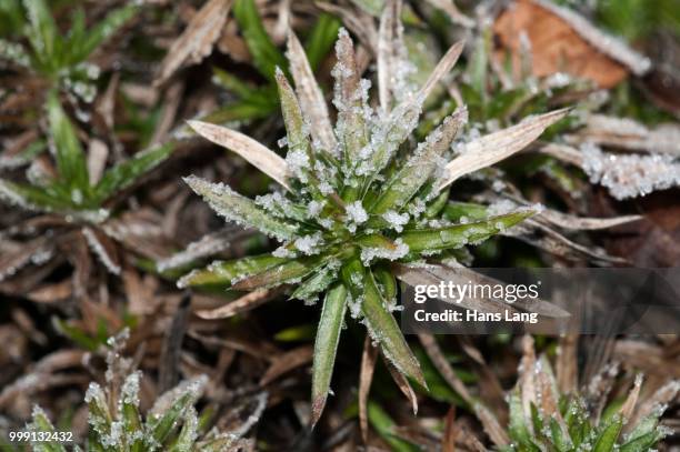 moss phlox (phlox subulata), rosette of leaves with first hoar frost, untergroeningen, baden-wuerttemberg, germany - barrilha imagens e fotografias de stock