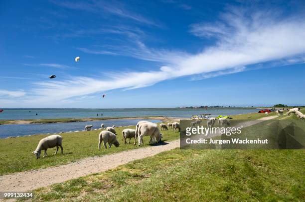sheep grazing on the flood dyke, lemkenhafen, island of fehmarn, baltic sea, schleswig-holstein, germany - schleswig holstein stock pictures, royalty-free photos & images