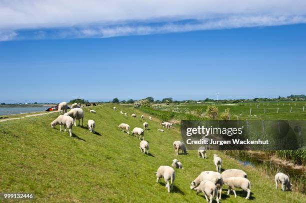 sheep grazing on the flood dyke, lemkenhafen, island of fehmarn, baltic sea, schleswig-holstein, germany - fehmarn stock pictures, royalty-free photos & images