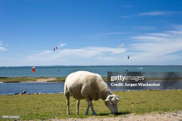 sheep grazing on the flood dyke, lemkenhafen, island of fehmarn, baltic sea, schleswig-holstein, germany - hornträger stock-fotos und bilder