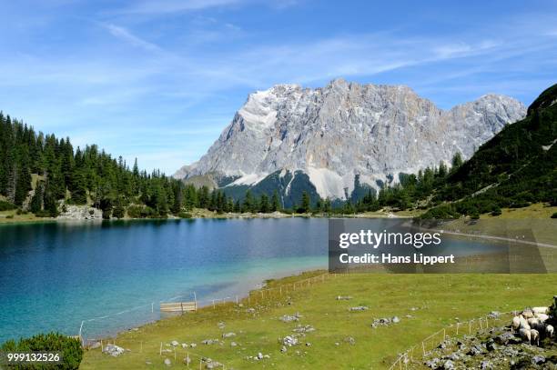 view across seebensee lake to mt zugspitze, ehrwald, tyrol, austria, publicground - wetterstein mountains stock pictures, royalty-free photos & images