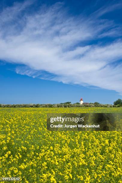 lighthouse with a rapeseed field, westermarkelsdorf, island of fehmarn, baltic sea, schleswig-holstein, germany - fehmarn stock pictures, royalty-free photos & images