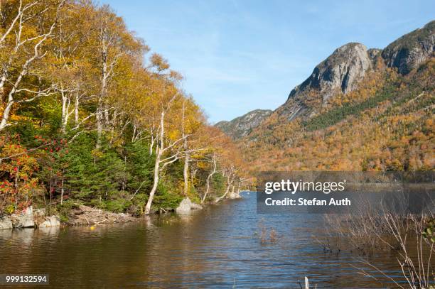 indian summer, white birch trees (betula) with yellow autumnal leaves, autumn colours by the lake, profile lake, franconia notch state park, white mountains national forest, new hampshire, new england, usa, america - new england   usa stock pictures, royalty-free photos & images