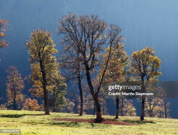 autumnal trees, sycamore maple (acer pseudoplatanus), grosser ahornboden, pasture with maple trees, eng-tal valley, risstal, karwendel mountains, tyrol, austria, germany - tal stockfoto's en -beelden