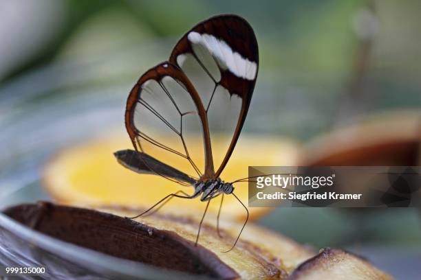 glasswinged butterfly (greta oto) on a piece of banana, food bowl, mainau island, baden-wuerttemberg, germany - greta stock pictures, royalty-free photos & images