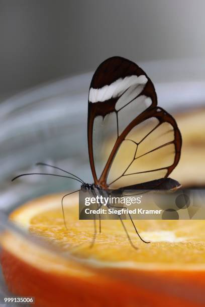 glasswinged butterfly (greta oto) at a food bowl, mainau island, baden-wuerttemberg, germany - greta stock-fotos und bilder