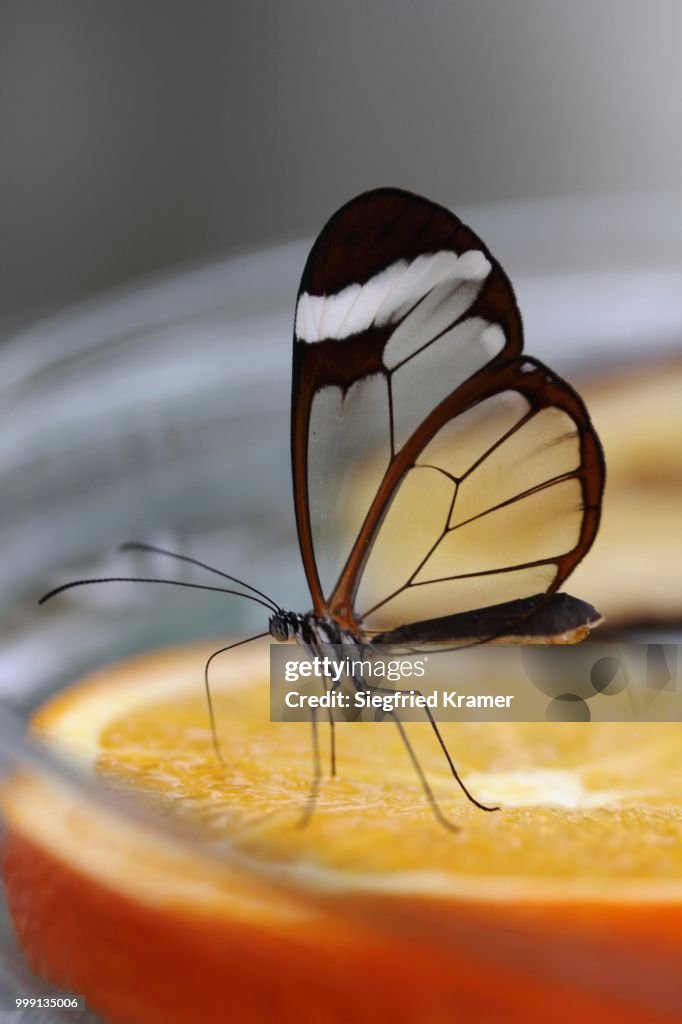 Glasswinged butterfly (Greta oto) at a food bowl, Mainau island, Baden-Wuerttemberg, Germany