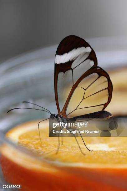 glasswinged butterfly (greta oto) at a food bowl, mainau island, baden-wuerttemberg, germany - gruta stock pictures, royalty-free photos & images