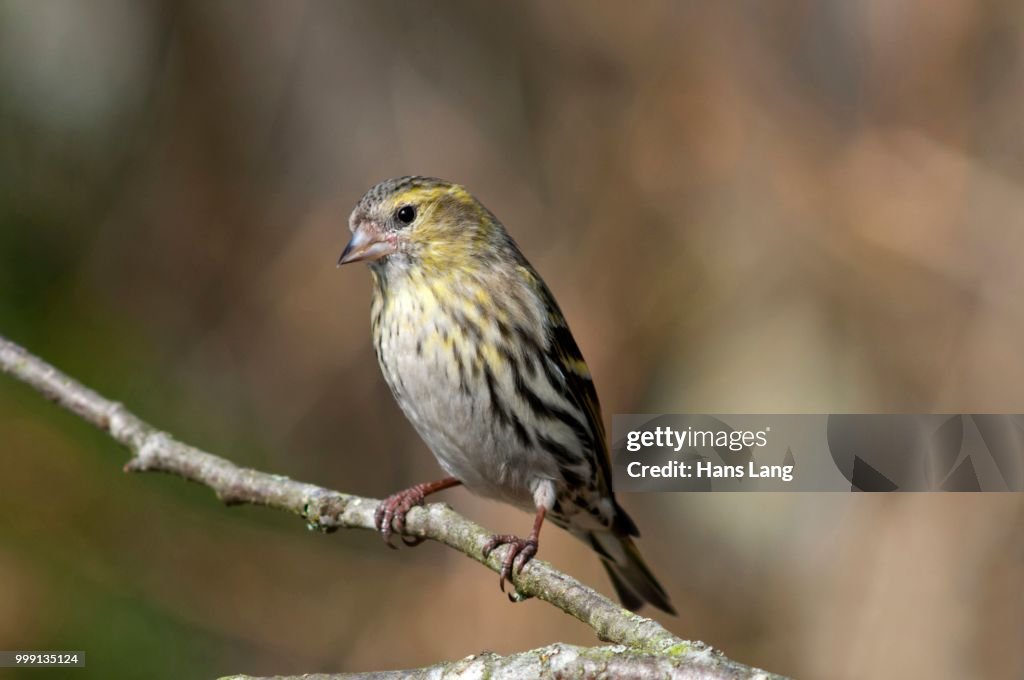 Siskin (Carduelis spinus), female, Untergroeningen, Baden-Wuerttemberg, Germany