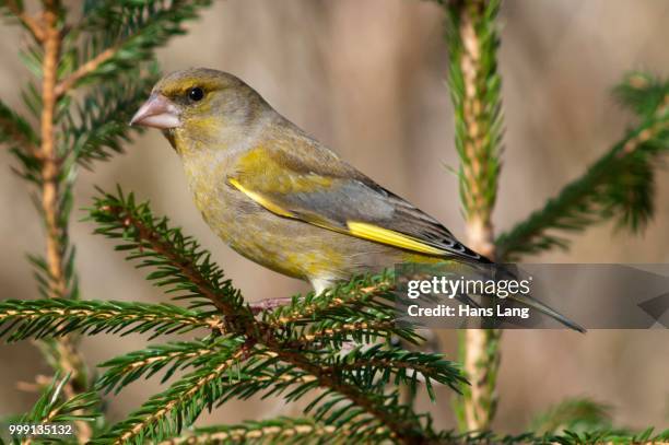 greenfinch (carduelis chloris), male perched on spruce, untergroeningen, baden-wuerttemberg, germany - spruce branch stock pictures, royalty-free photos & images